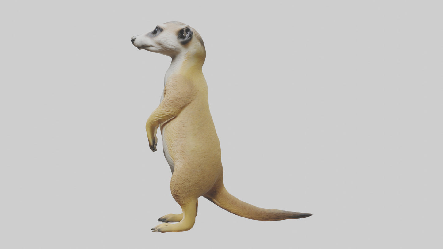 3D model Meerkat standing guard model VR / AR / low-poly