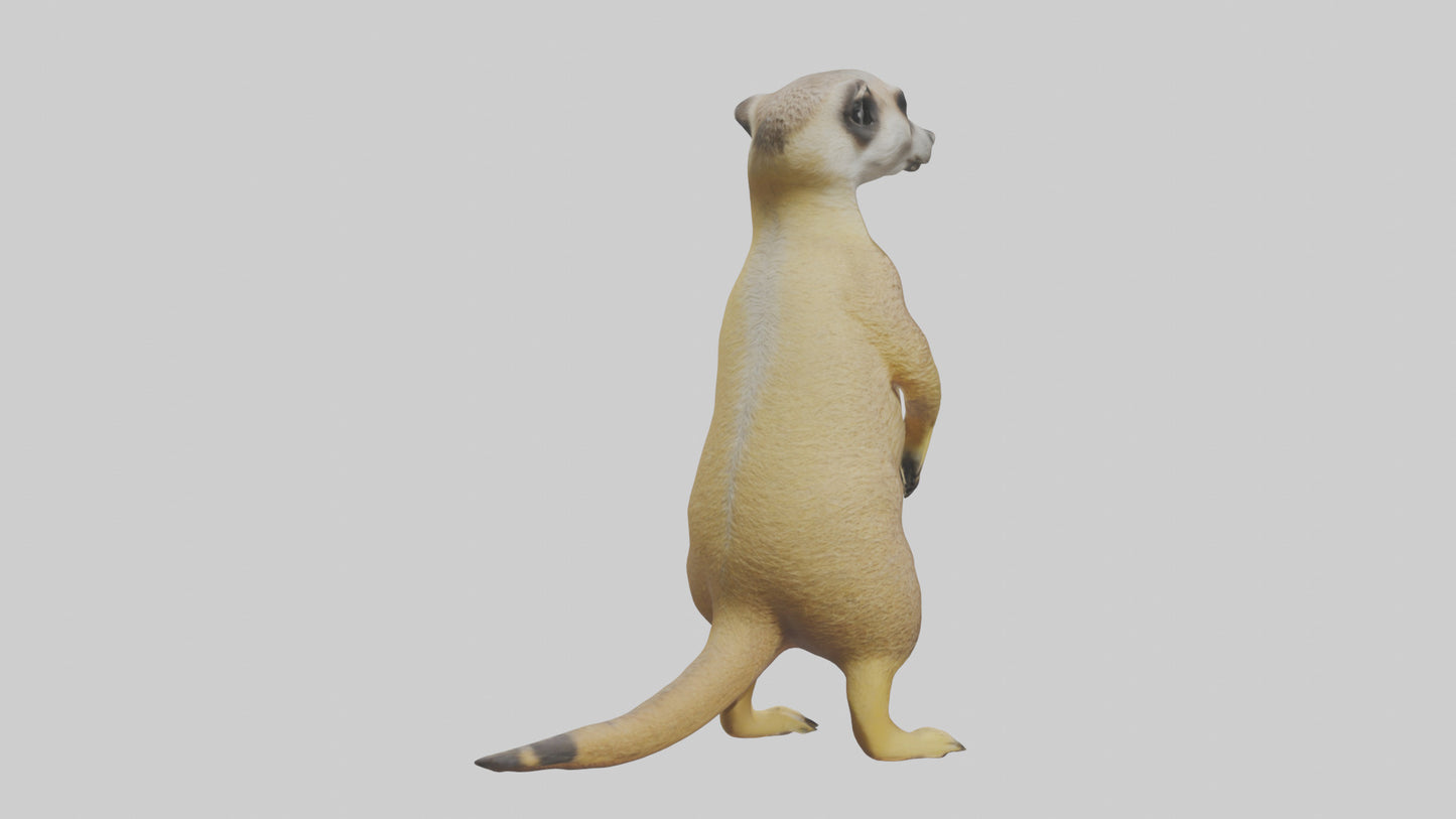 3D model Meerkat standing guard model VR / AR / low-poly