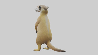 3D model Meerkat standing guard model VR / AR / low-poly