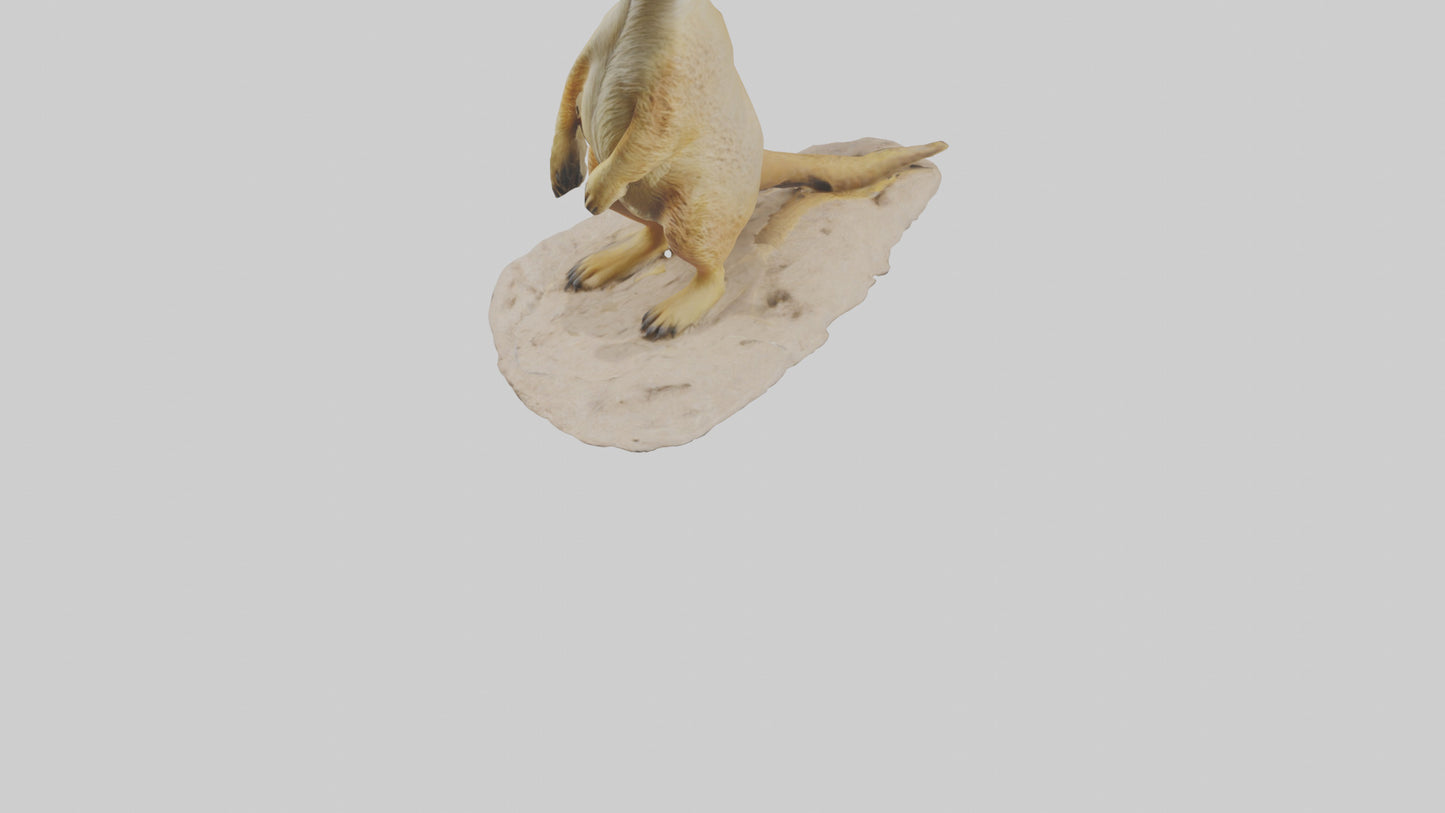 3D model Meerkat standing model VR / AR / low-poly