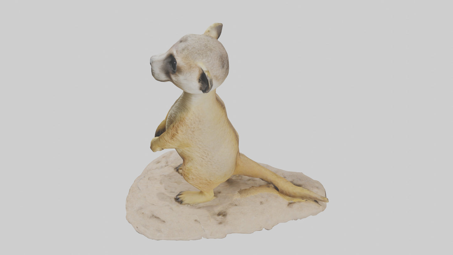 3D model Meerkat standing model VR / AR / low-poly