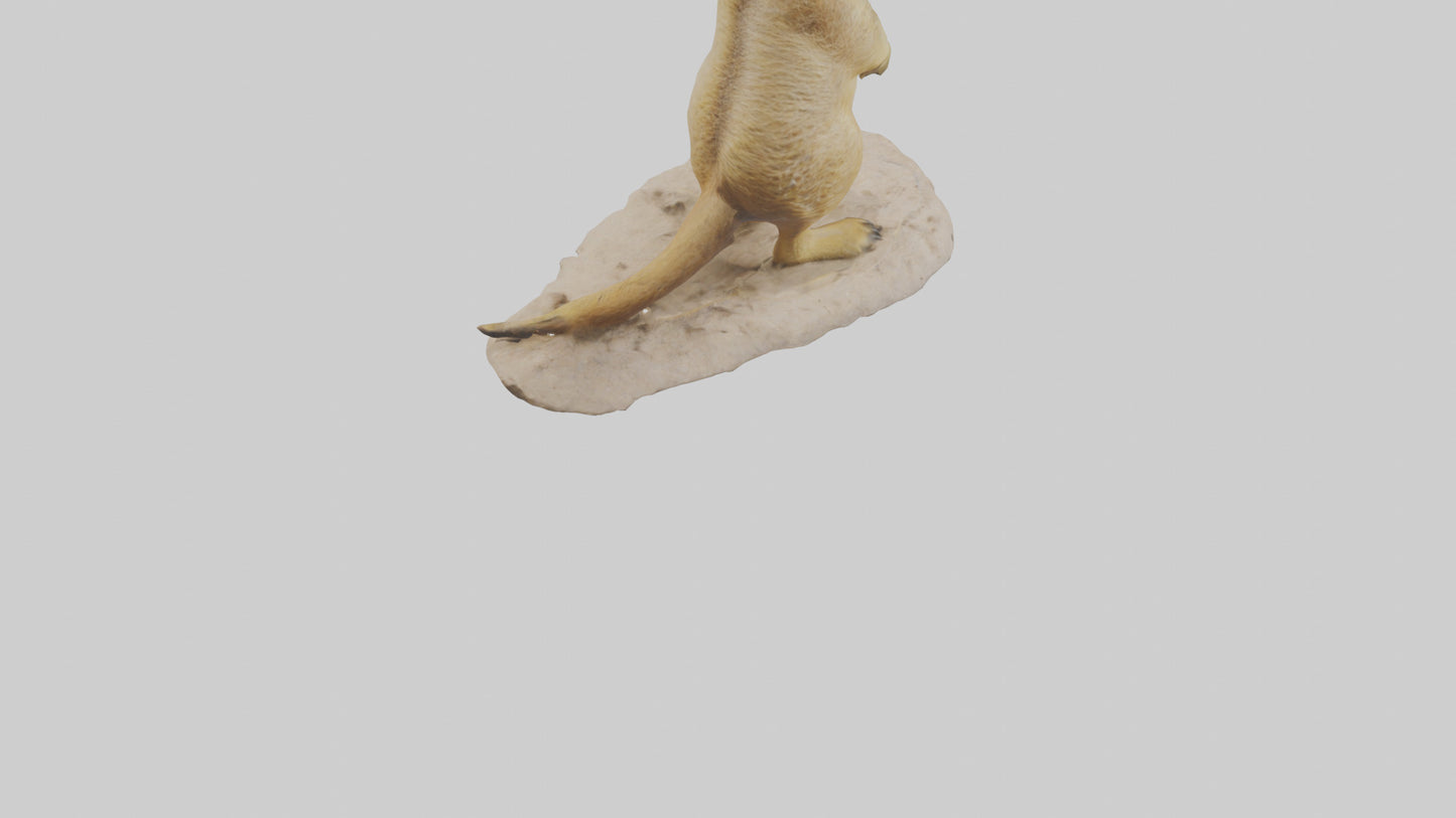 3D model Meerkat standing model VR / AR / low-poly