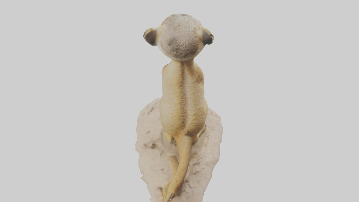 3D model Meerkat standing model VR / AR / low-poly