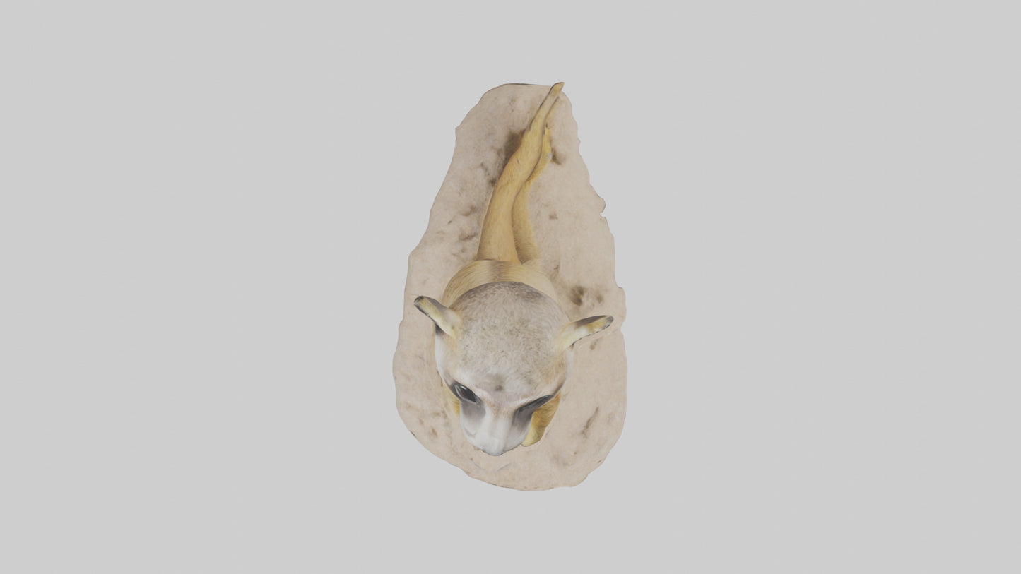 3D model Meerkat standing model VR / AR / low-poly