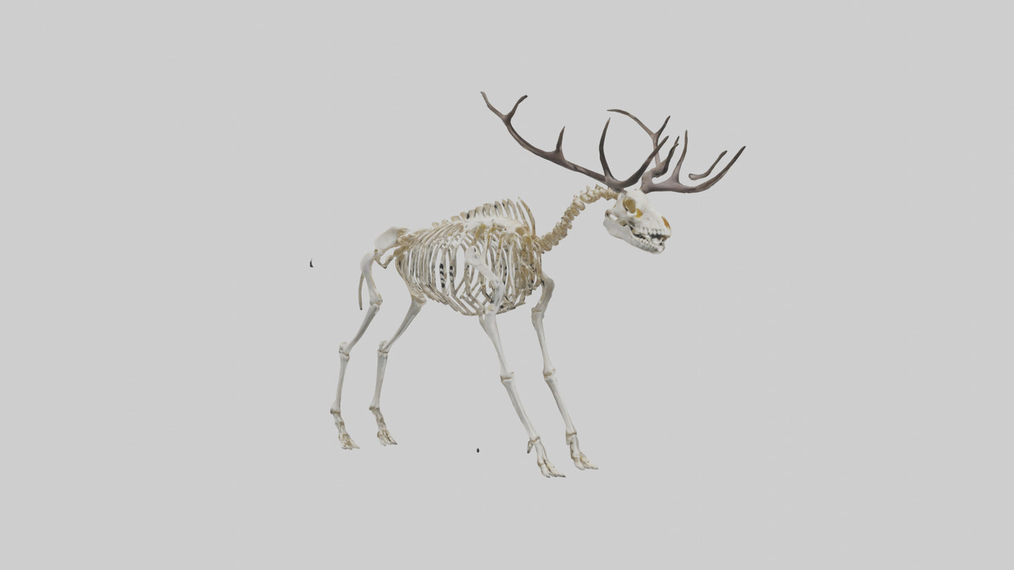 3D model Megaloceros Skeleton model VR / AR / low-poly