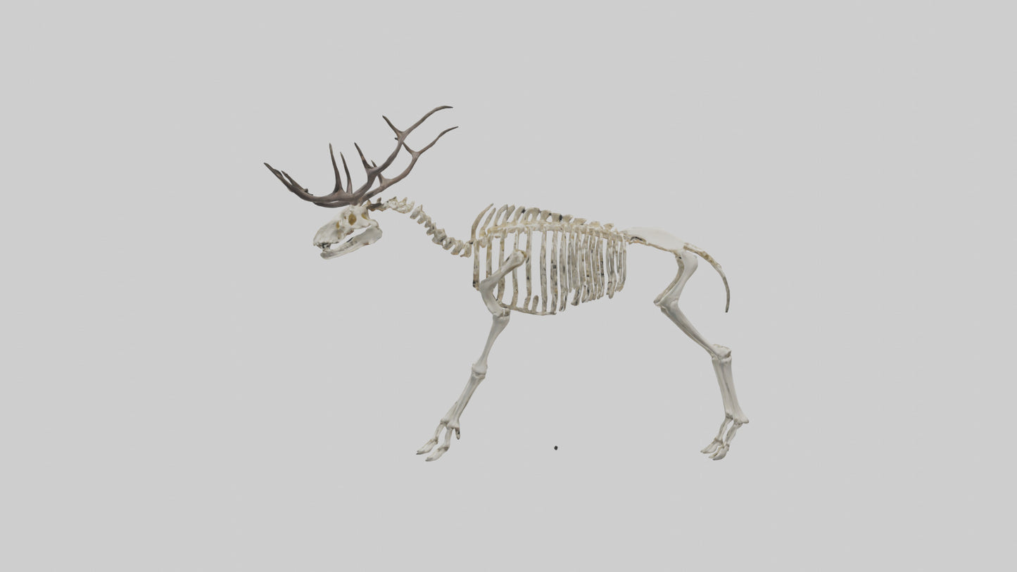 3D model Megaloceros Skeleton model VR / AR / low-poly