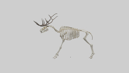 3D model Megaloceros Skeleton model VR / AR / low-poly