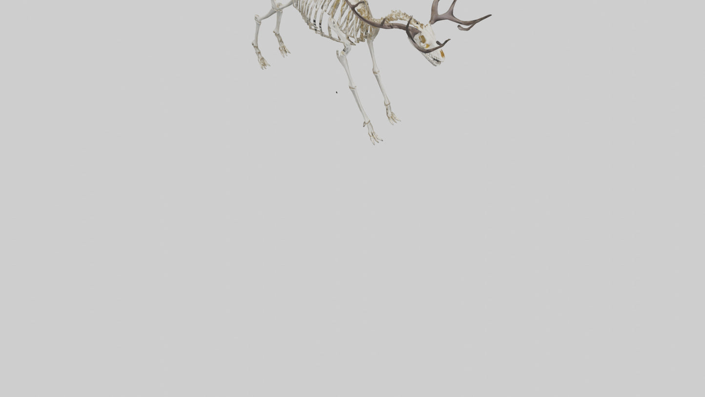 3D model Megaloceros Skeleton model VR / AR / low-poly