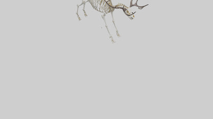 3D model Megaloceros Skeleton model VR / AR / low-poly