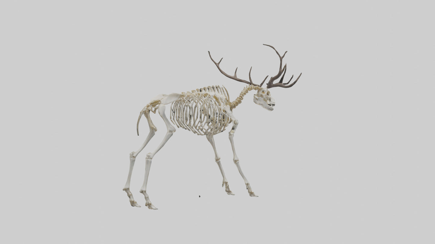 3D model Megaloceros Skeleton model VR / AR / low-poly