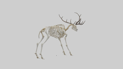 3D model Megaloceros Skeleton model VR / AR / low-poly