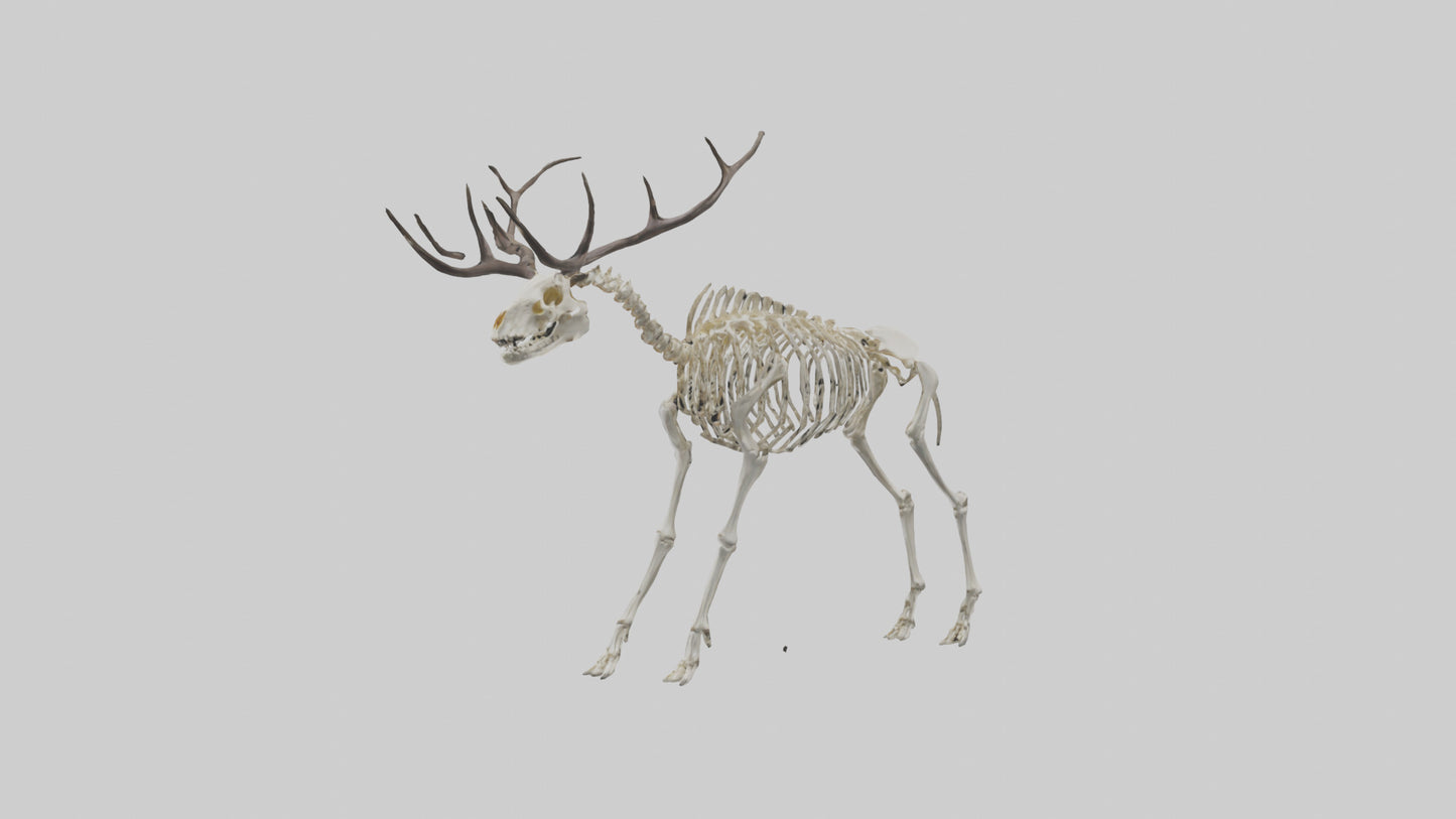 3D model Megaloceros Skeleton model VR / AR / low-poly
