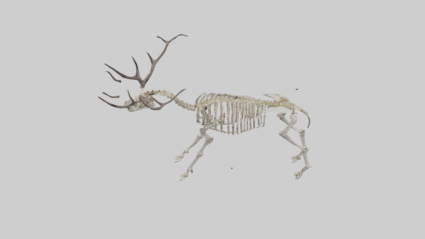 3D model Megaloceros Skeleton model VR / AR / low-poly