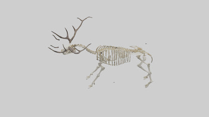 3D model Megaloceros Skeleton model VR / AR / low-poly