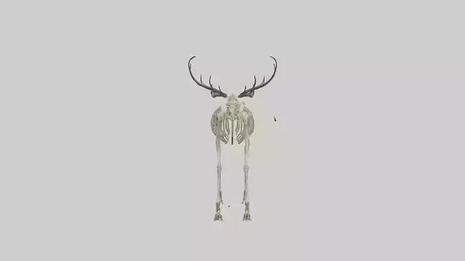 3D model Megaloceros Skeleton model VR / AR / low-poly