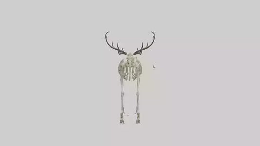3D model Megaloceros Skeleton model VR / AR / low-poly