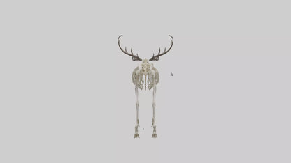 3D model Megaloceros Skeleton model VR / AR / low-poly
