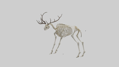 3D model Megaloceros Skeleton model VR / AR / low-poly