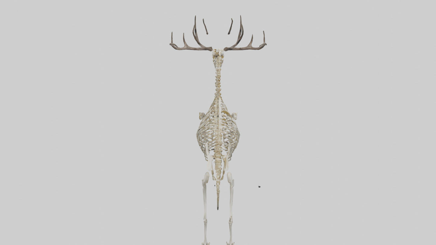 3D model Megaloceros Skeleton model VR / AR / low-poly