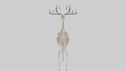 3D model Megaloceros Skeleton model VR / AR / low-poly