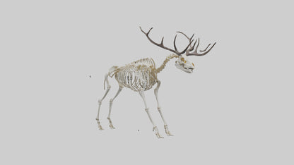 3D model Megaloceros Skeleton model VR / AR / low-poly
