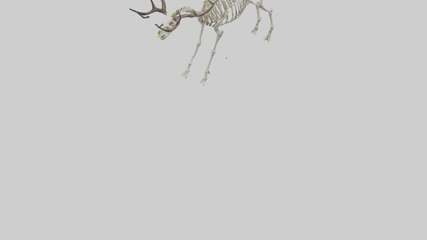 3D model Megaloceros Skeleton model VR / AR / low-poly