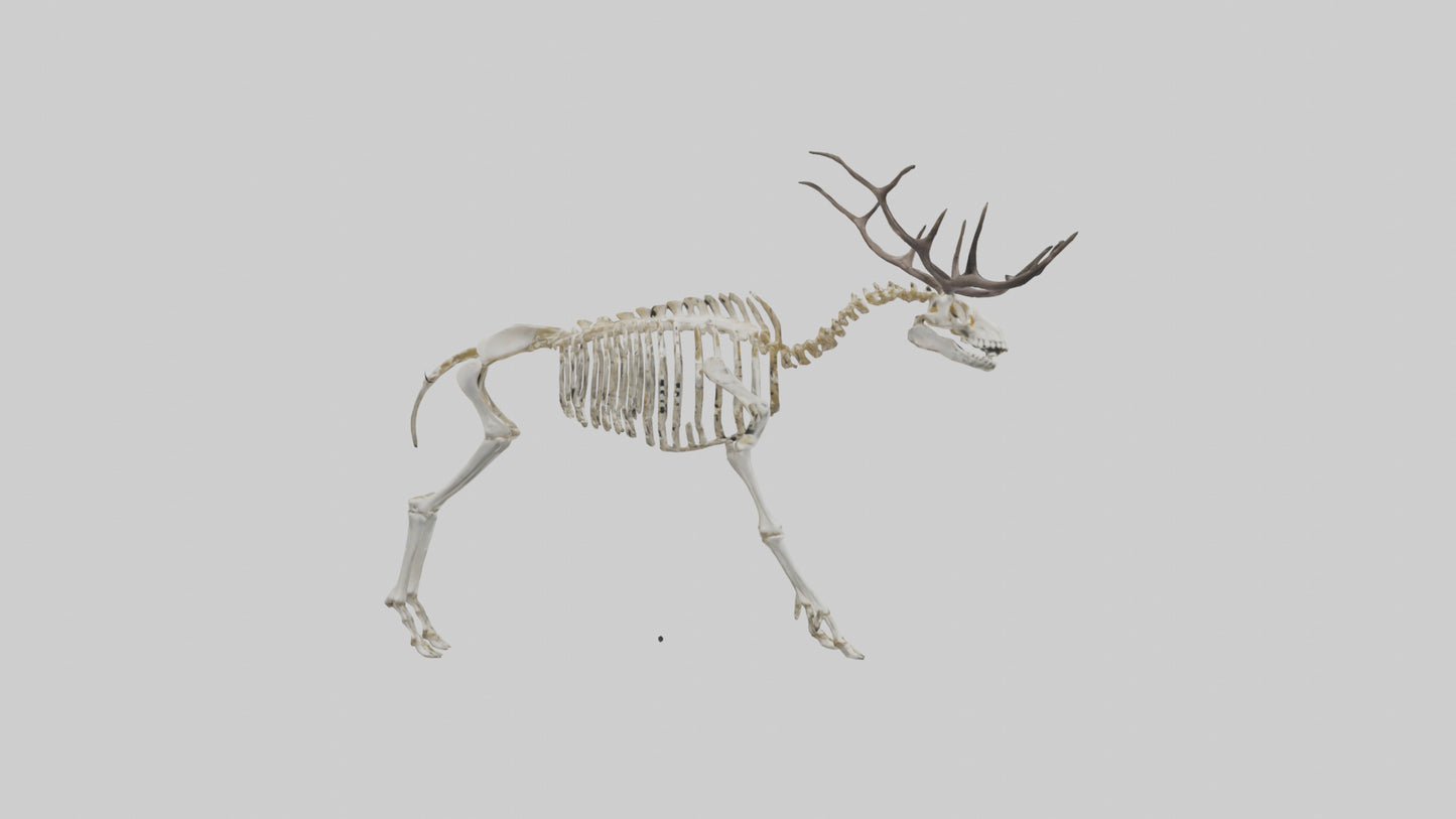 3D model Megaloceros Skeleton model VR / AR / low-poly