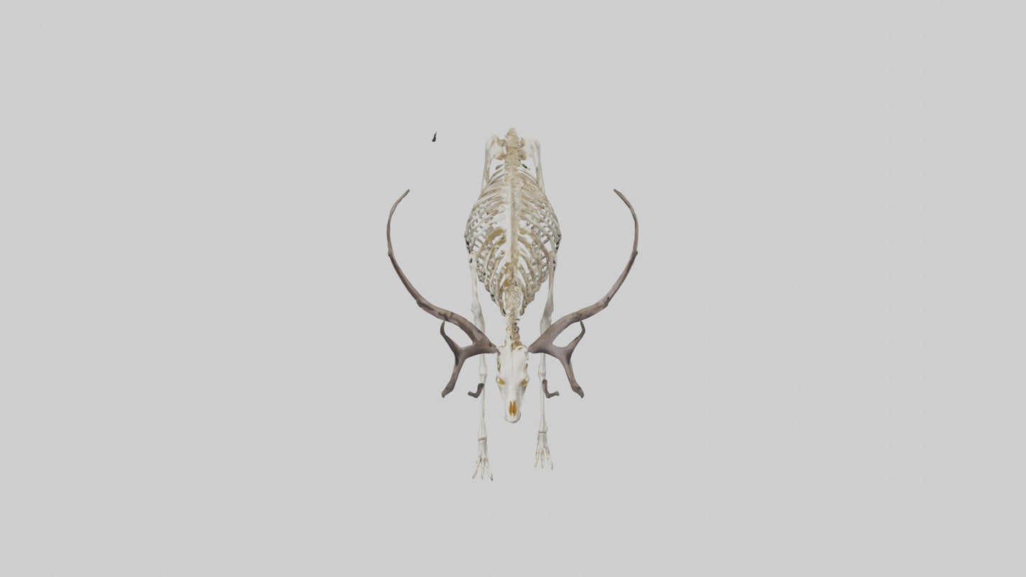 3D model Megaloceros Skeleton model VR / AR / low-poly