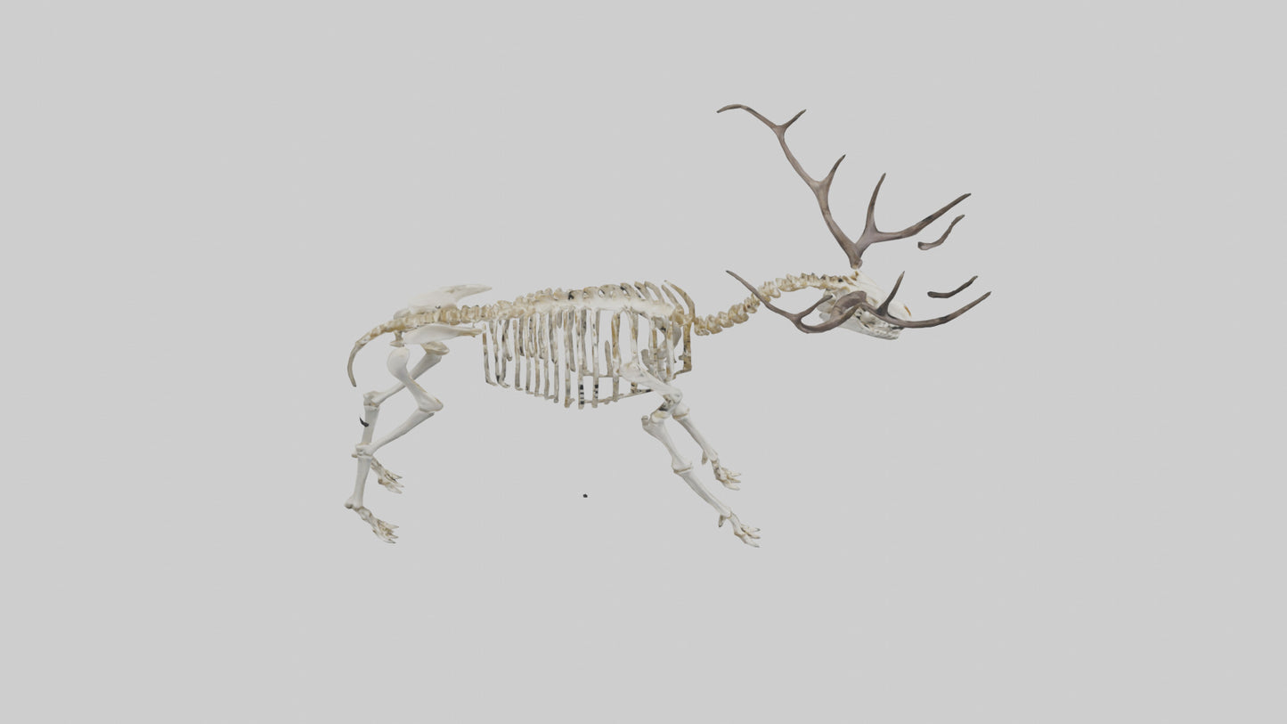 3D model Megaloceros Skeleton model VR / AR / low-poly