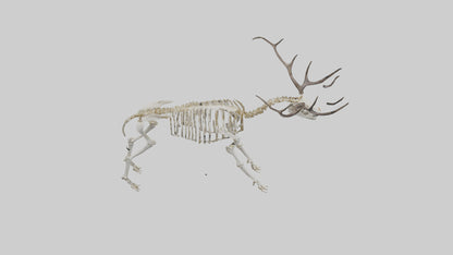 3D model Megaloceros Skeleton model VR / AR / low-poly