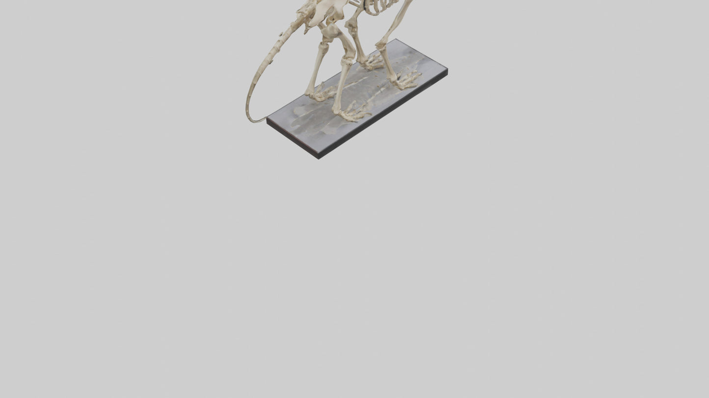 3D model Megatherium Skeleton model VR / AR / low-poly