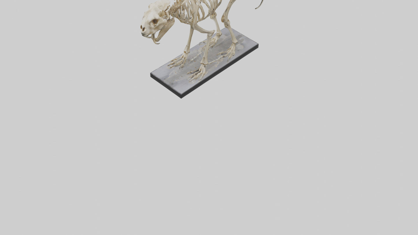 3D model Megatherium Skeleton model VR / AR / low-poly