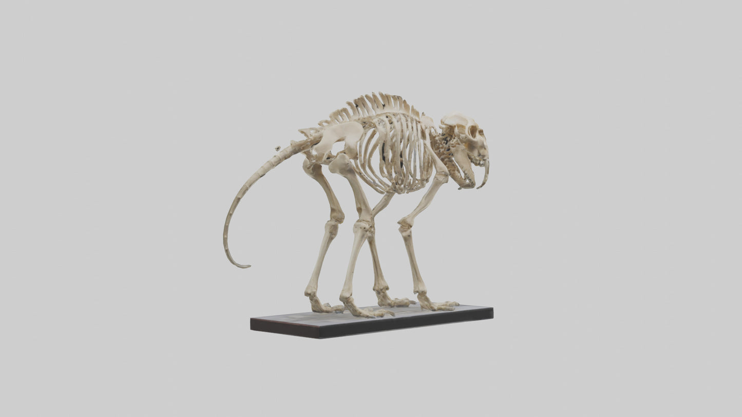 3D model Megatherium Skeleton model VR / AR / low-poly