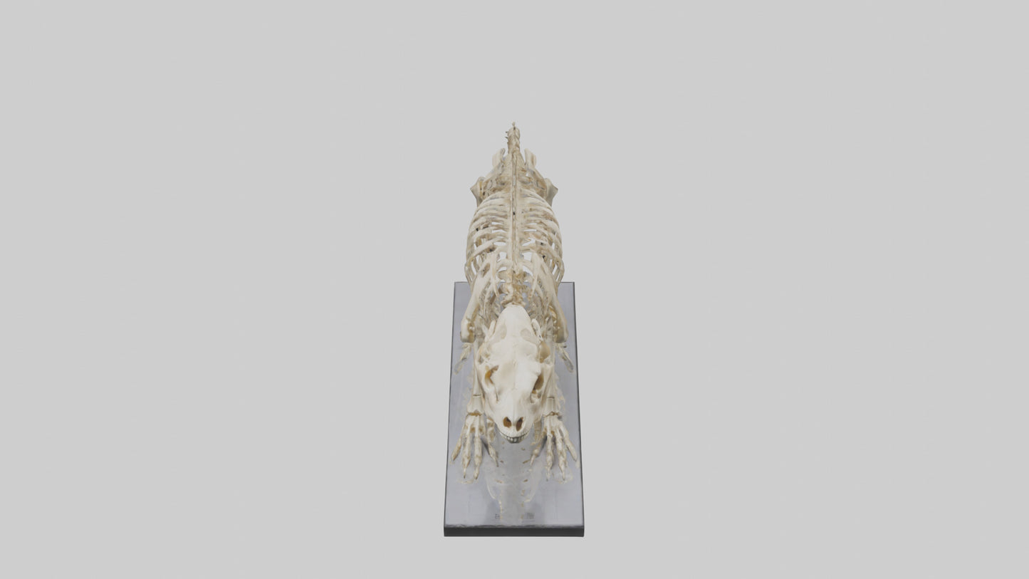 3D model Megatherium Skeleton model VR / AR / low-poly