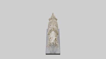 3D model Megatherium Skeleton model VR / AR / low-poly