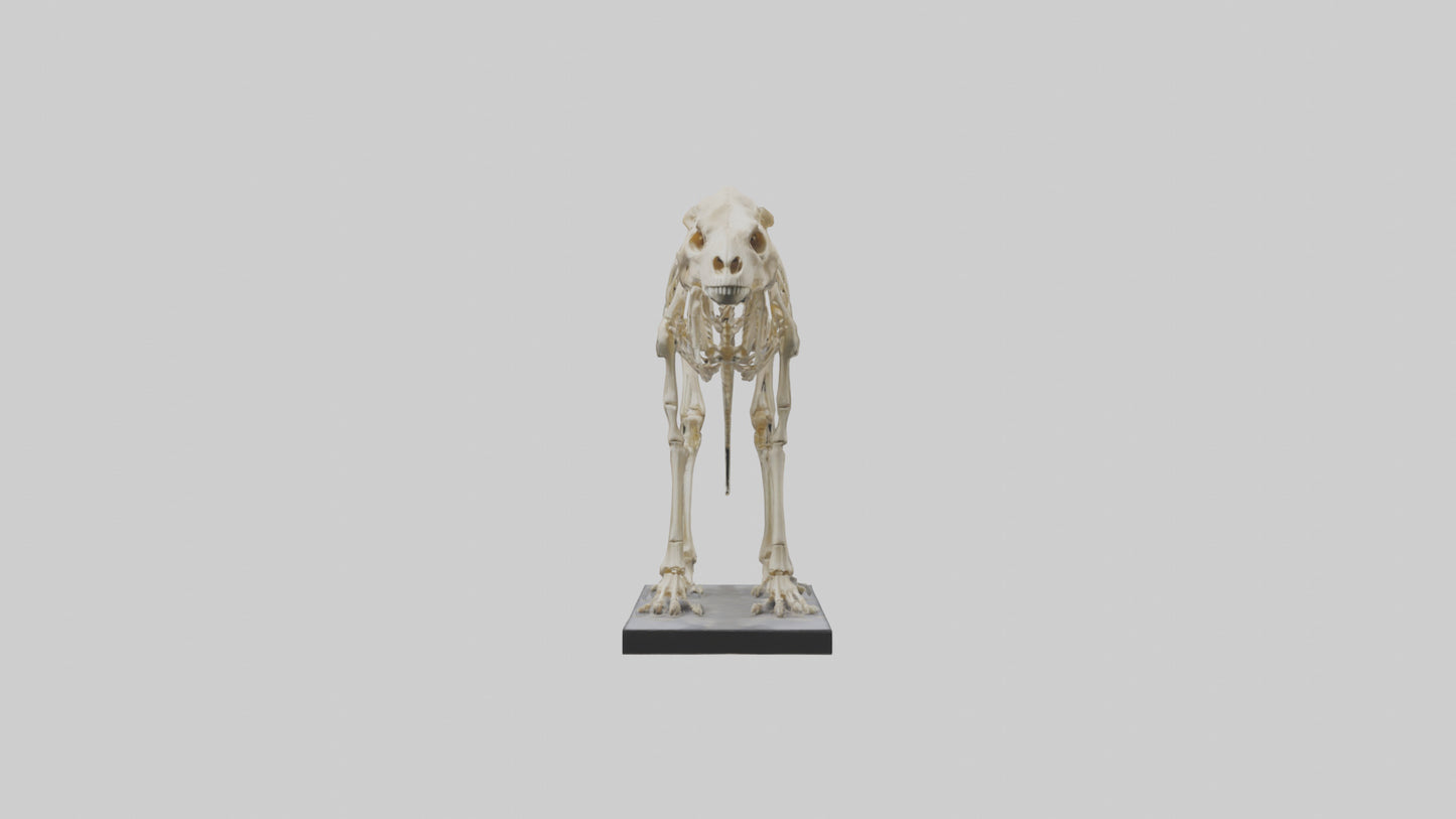 3D model Megatherium Skeleton model VR / AR / low-poly
