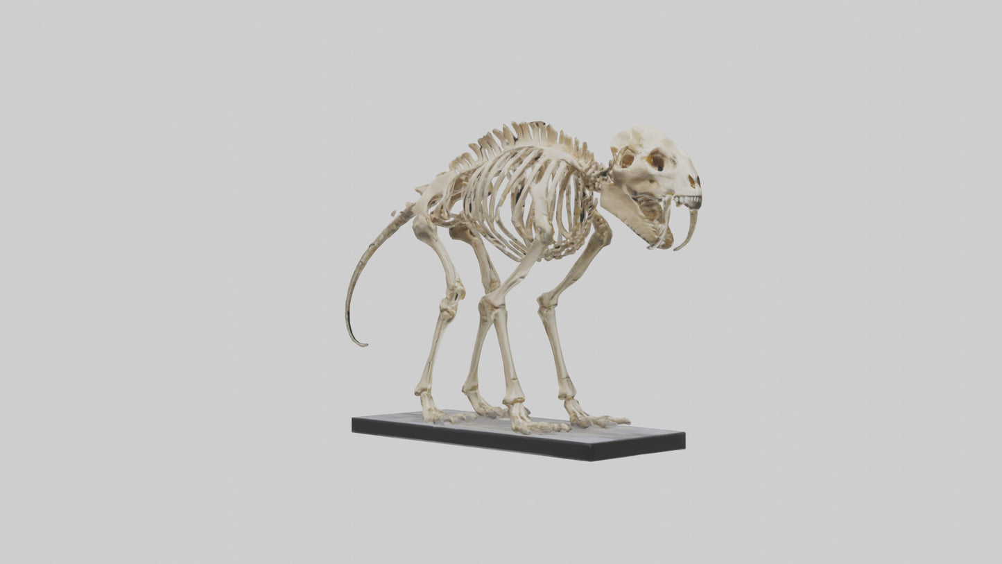 3D model Megatherium Skeleton model VR / AR / low-poly