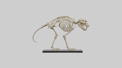 3D model Megatherium Skeleton model VR / AR / low-poly