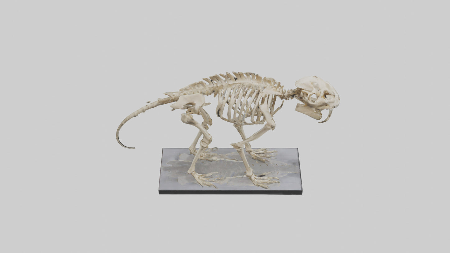 3D model Megatherium Skeleton model VR / AR / low-poly