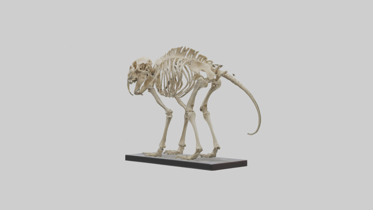 3D model Megatherium Skeleton model VR / AR / low-poly