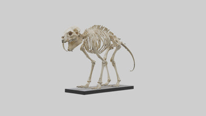 3D model Megatherium Skeleton model VR / AR / low-poly