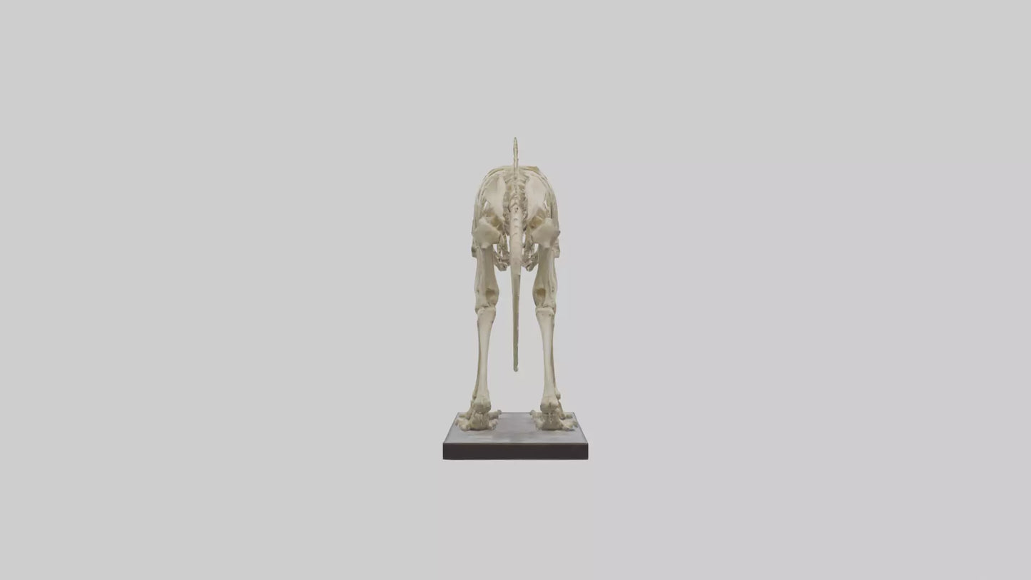 3D model Megatherium Skeleton model VR / AR / low-poly