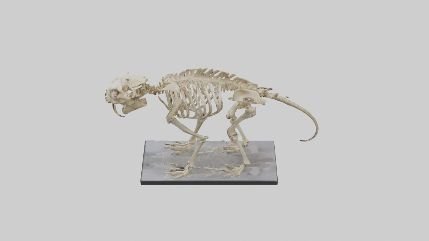 3D model Megatherium Skeleton model VR / AR / low-poly