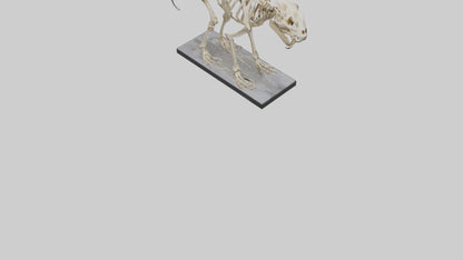 3D model Megatherium Skeleton model VR / AR / low-poly