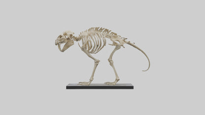 3D model Megatherium Skeleton model VR / AR / low-poly