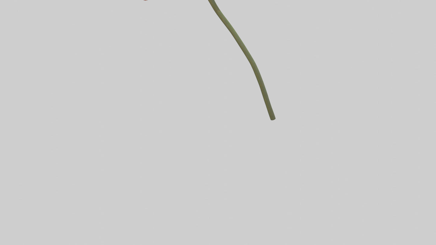 Mexican Hat Flower model VR / AR / low-poly