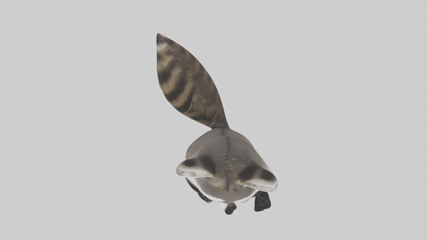 3D model Mexican Raccoon VR / AR / low-poly