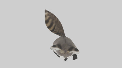 3D model Mexican Raccoon VR / AR / low-poly