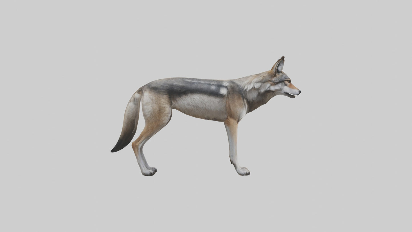 3D model Mexican Wolf VR / AR / low-poly