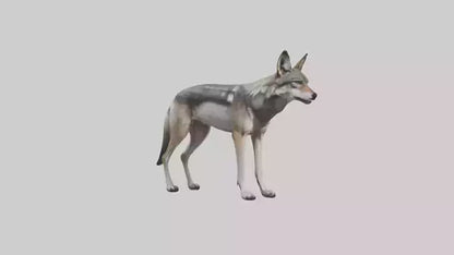 3D model Mexican Wolf VR / AR / low-poly